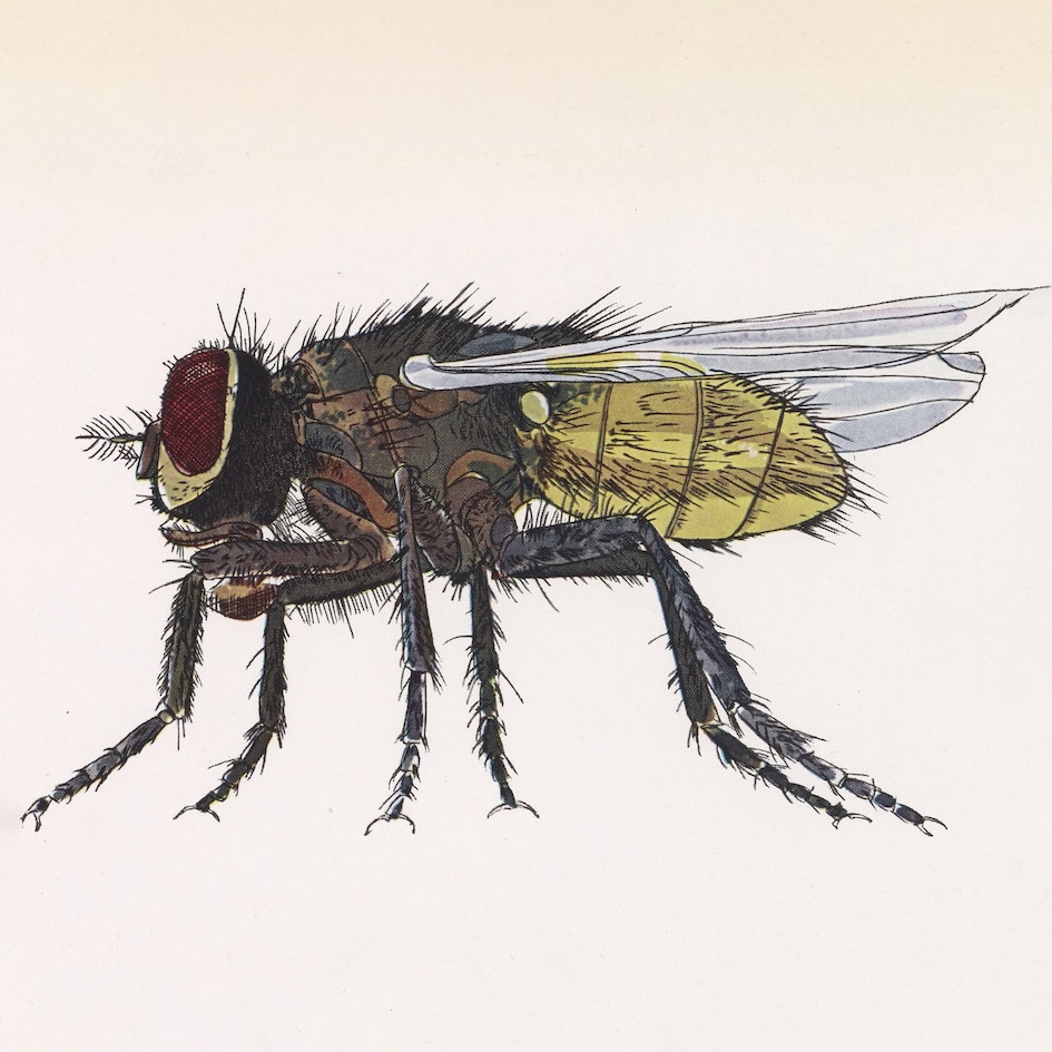 colorful illustration of a fly