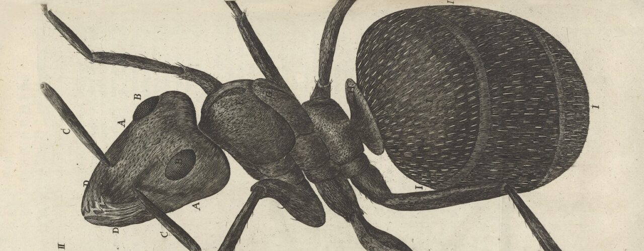 illustrated microscopic view of an ant