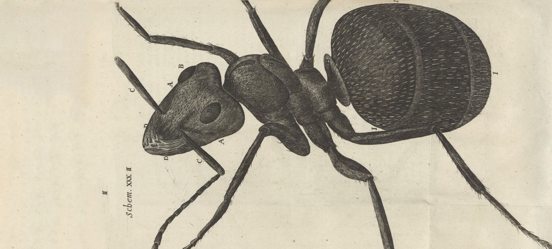 illustrated microscopic view of an ant