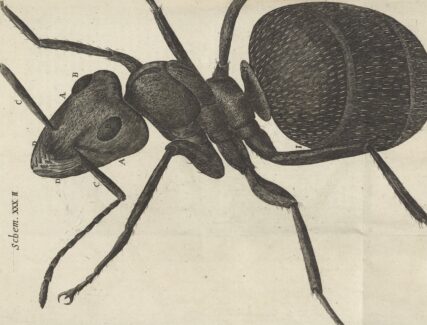 illustrated microscopic view of an ant