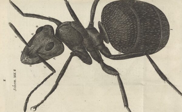 illustrated microscopic view of an ant