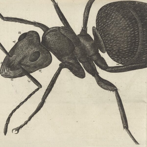 illustrated microscopic view of an ant