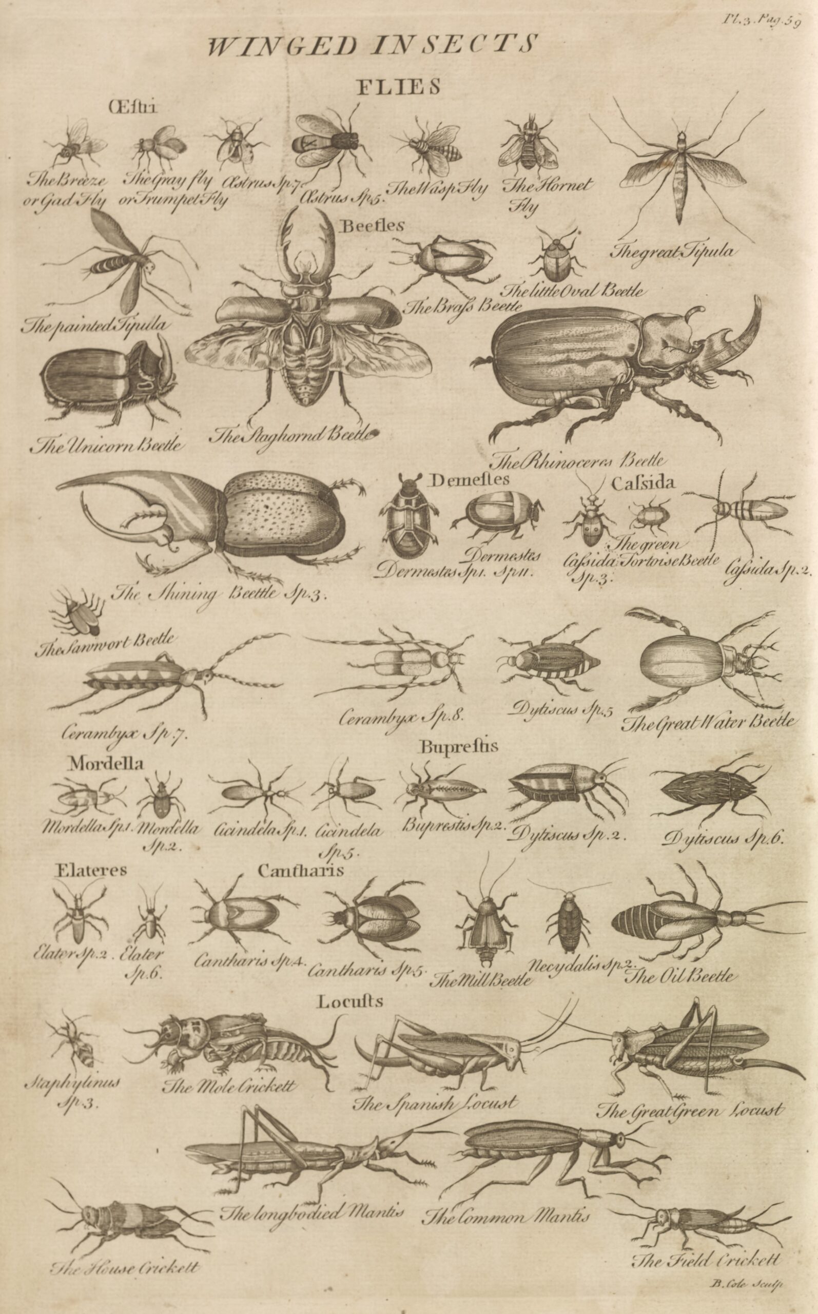 illustrations of insects