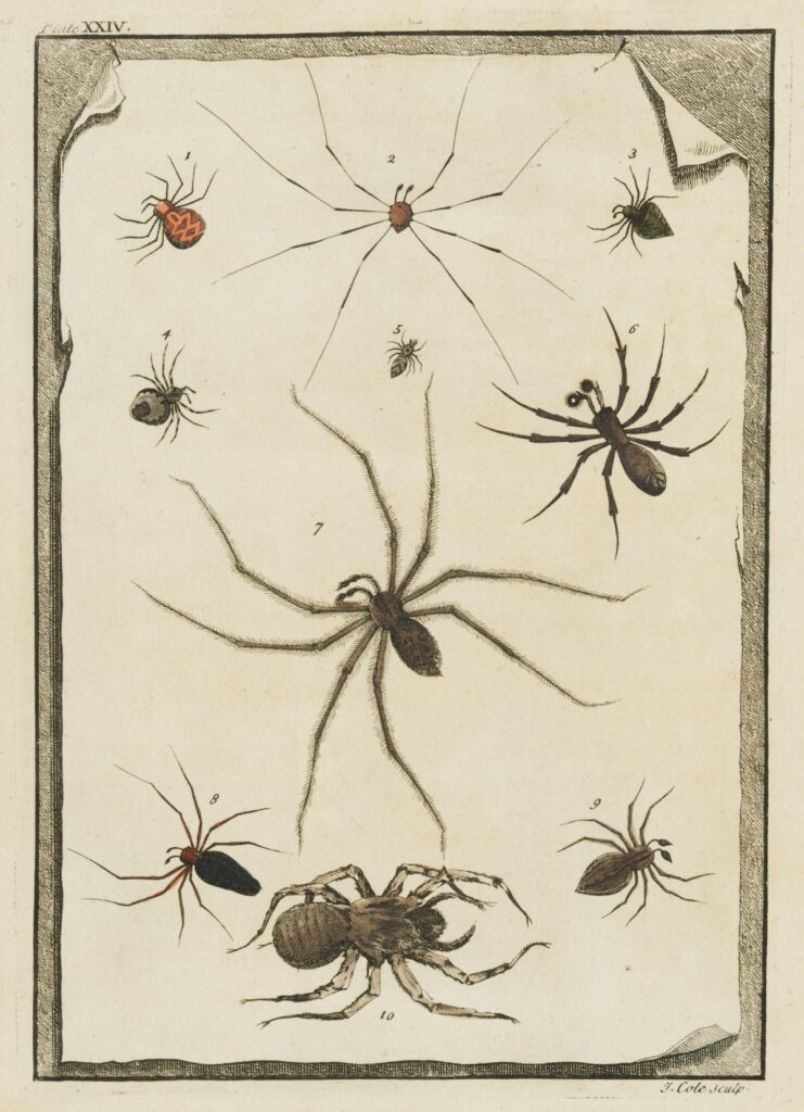 illustrations of spiders