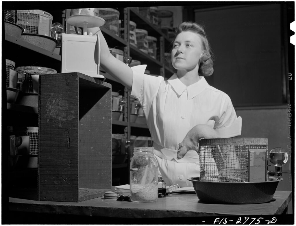 Black and white photo of woman in white smock weighing a rat on a scale with another climbing on cage in foreground