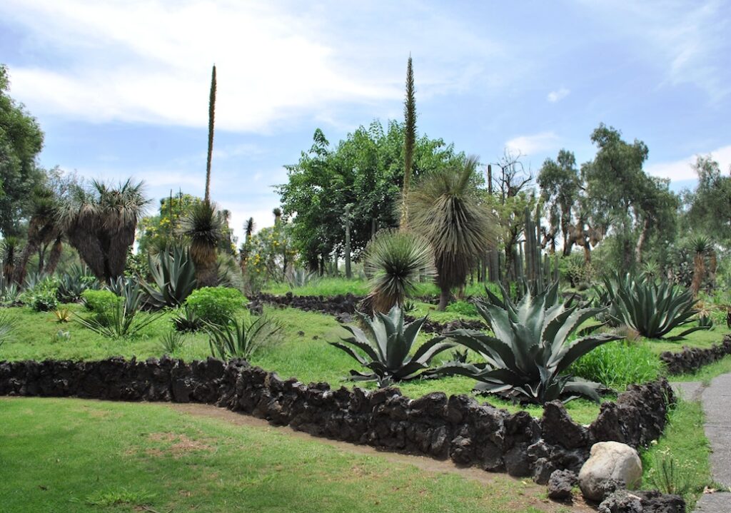 View of the Helia Bravo Desert Garden at UNAM’s Botanical Garden in Mexico City