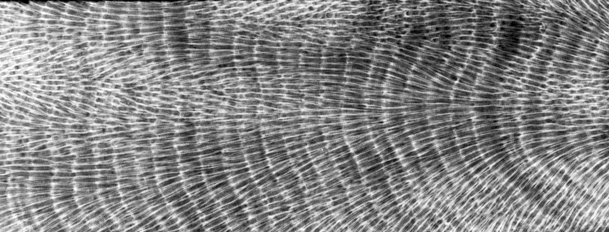 Black and white image of a cross-section of coral showing growth layers