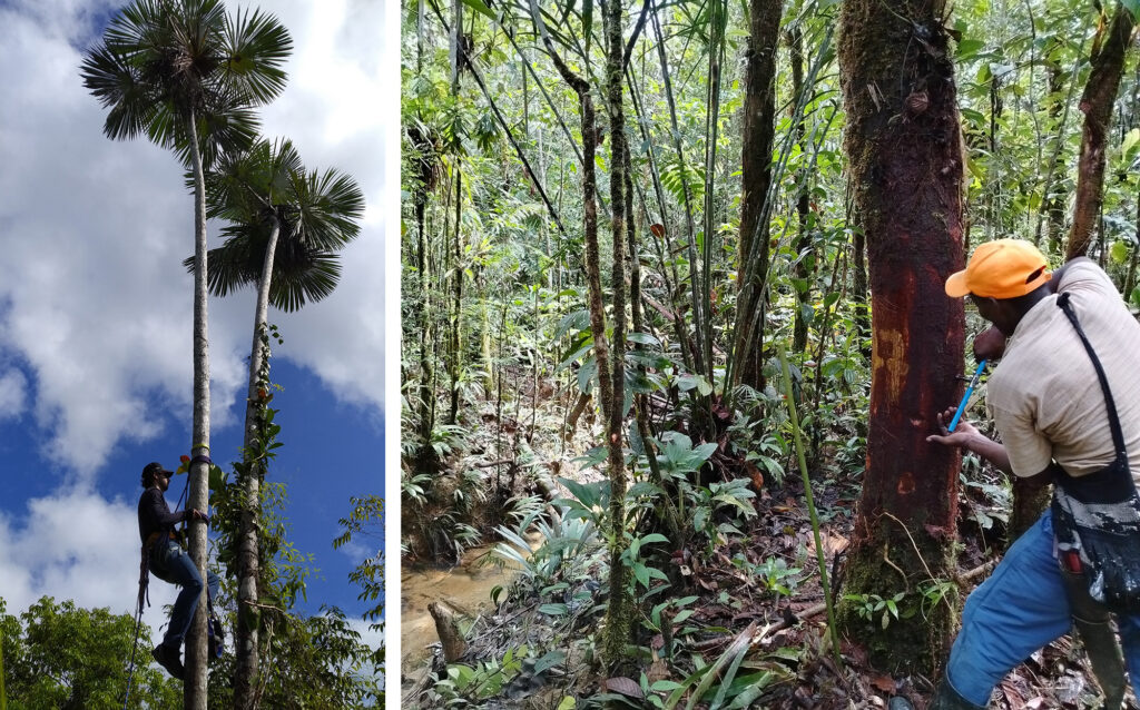 Grouped color photos, the left showing man climbing a palm; the right showing a man taking a core from a tree in a tropical forest