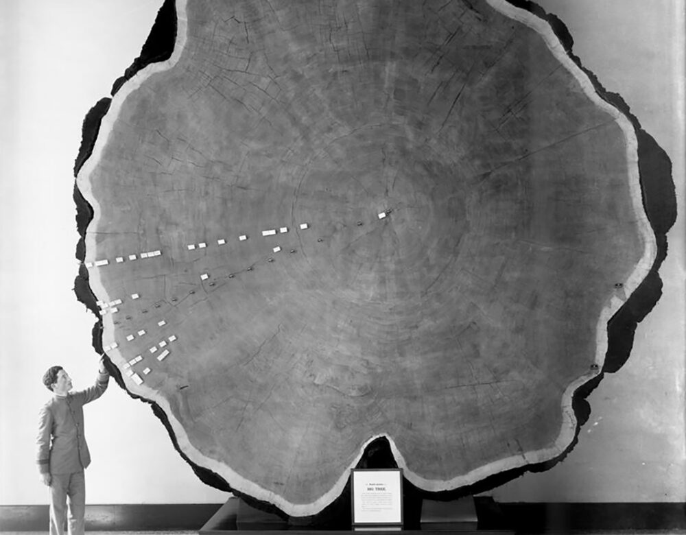 Black and white photo of a man standing beside a cross-section of an enormous tree