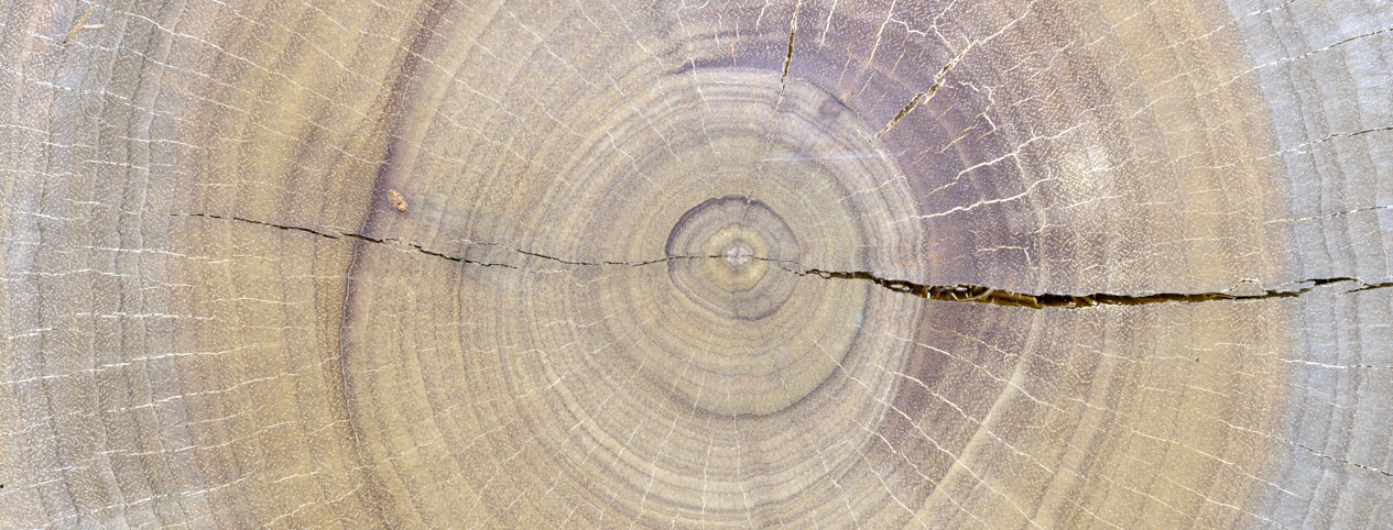 Cross section of a tree showing rings