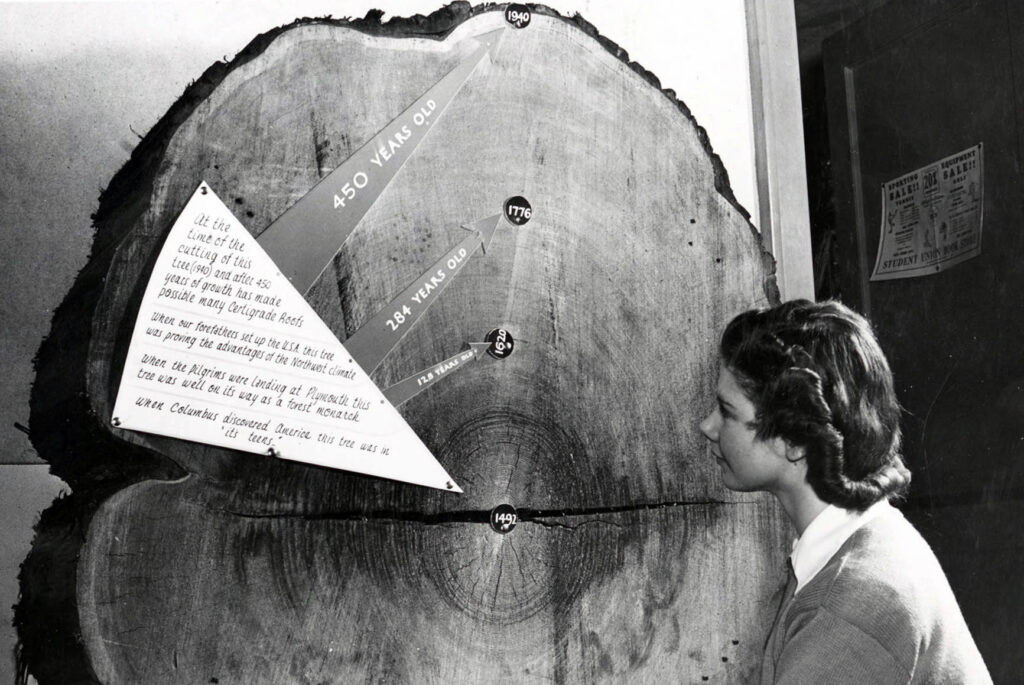 Black and white photo of woman looking at a large cross section of a tree marked with labels and dates ranging from 1940 to 1492