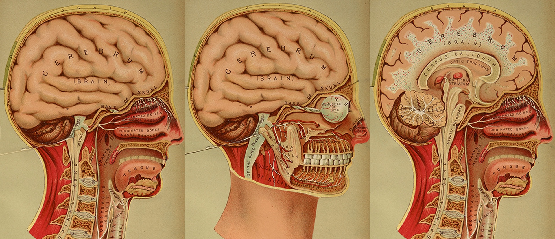 color illustrations of the brain