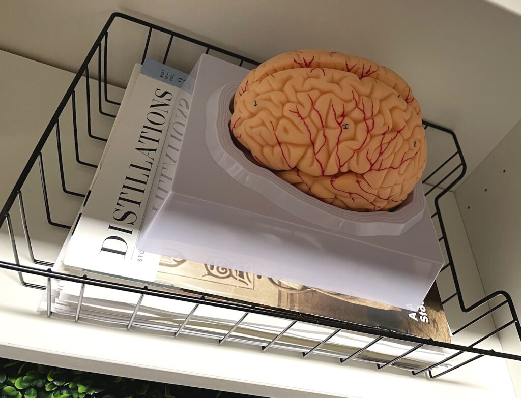 3-D model of the brain