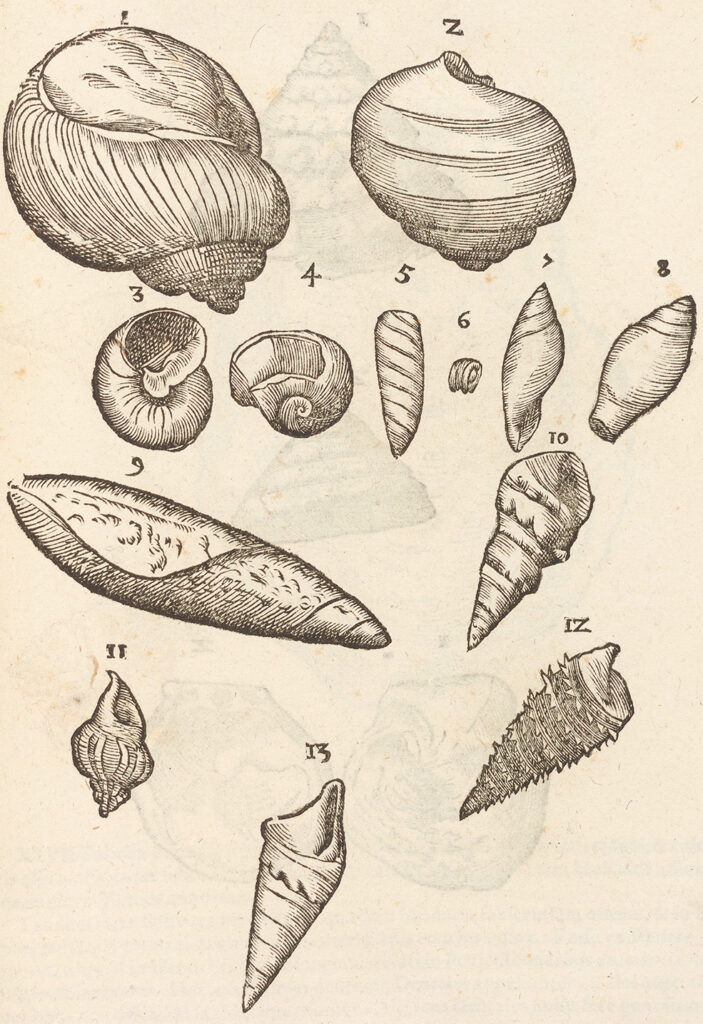 Detailed book illustration of 13 seashells