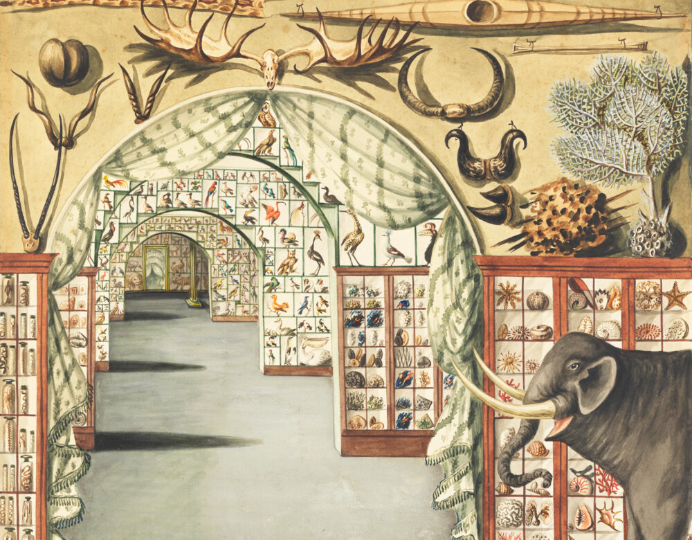 Color illustration of a museum interior looking down a hall of arched opening showing a large number of objects on display, including an elephant, seashells, antlers, and a kayak