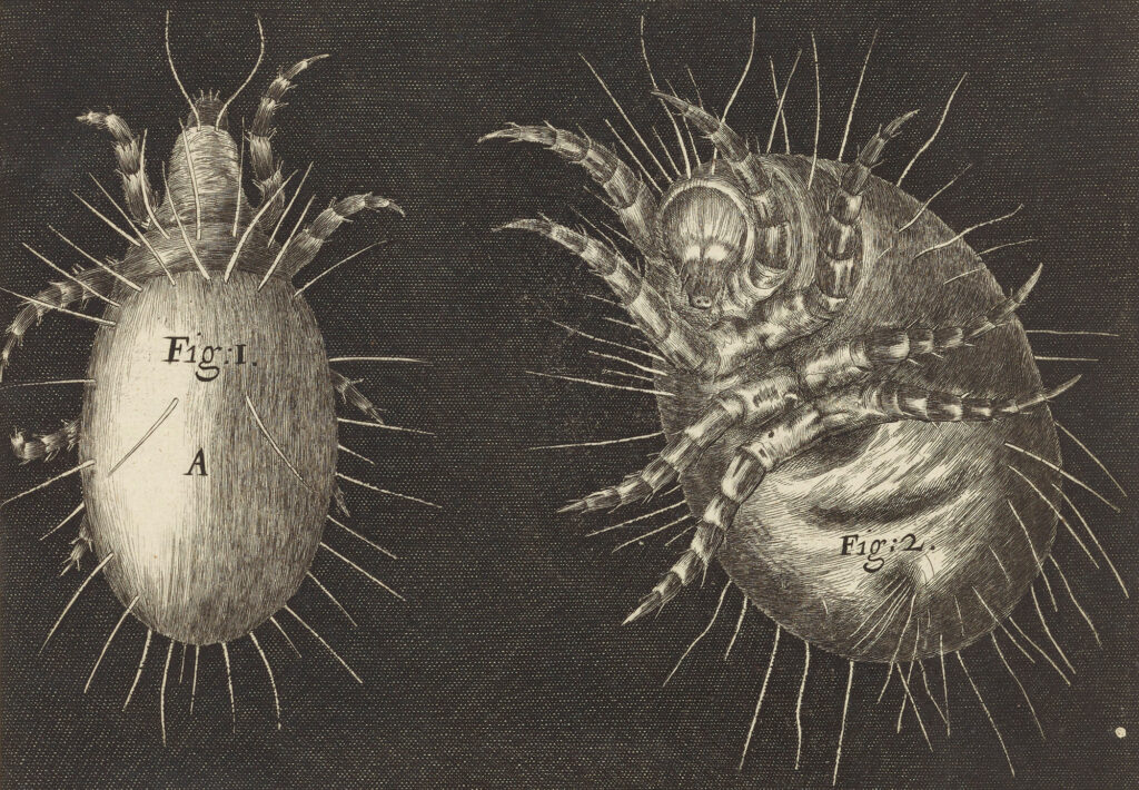 Detailed illustration of two mites on a dark background