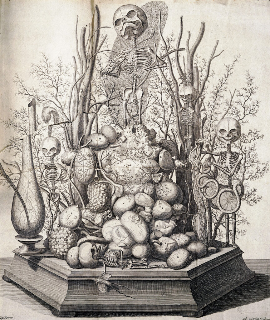 Illustration of a tabletop display showing small skeletons alongside gallstones and preserved vasculature