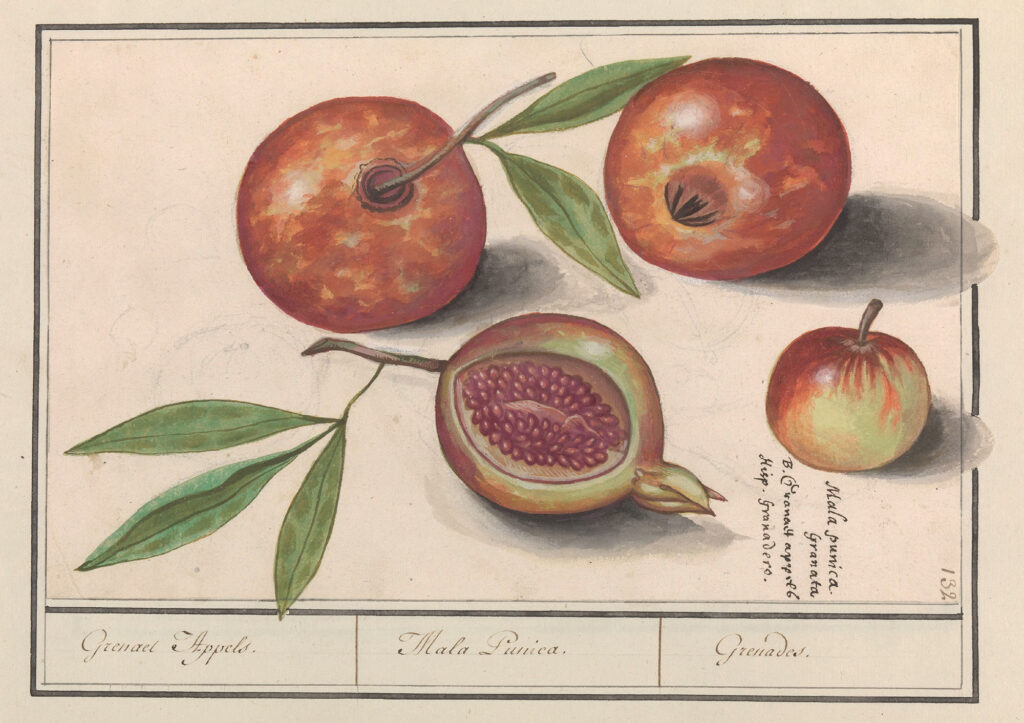 Watercolors of mature and immature pomegranates, with a cross-section view