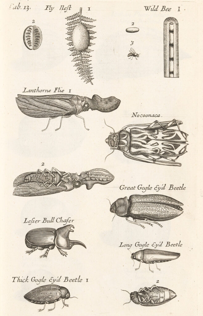 Book engraving of various insects, including bees and beetles