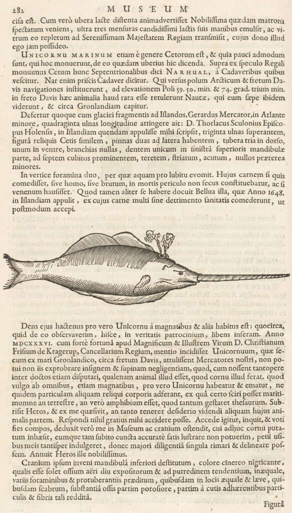 Old book page showing an illustration of a narwhal