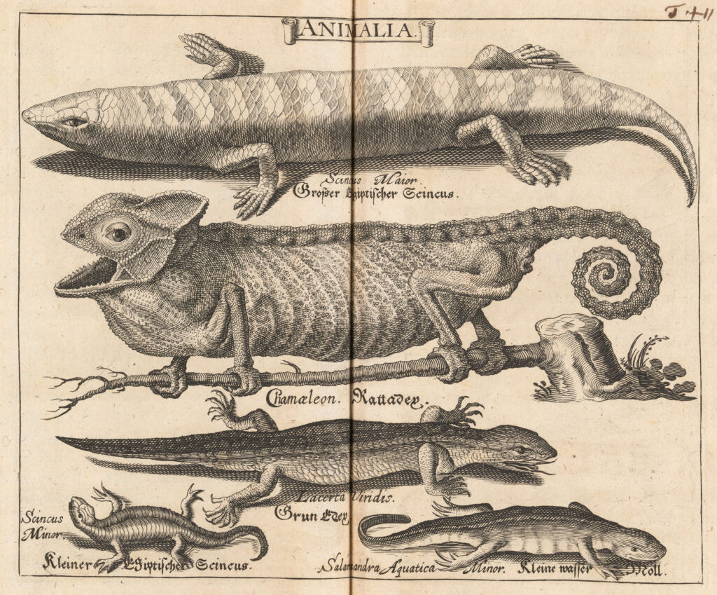 Book engraving of different types of reptiles including a chameleon, salamander, and skinks