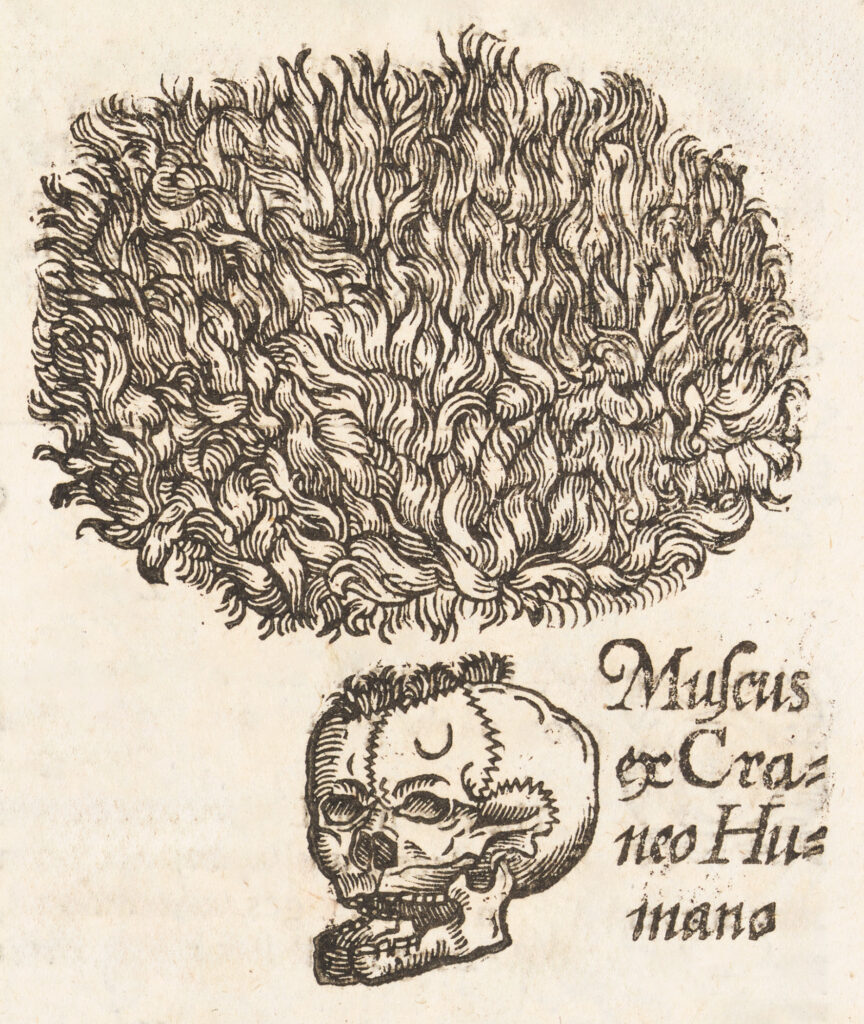 Engraving of a human skull with moss growing top and a detail of the moss’s appearance