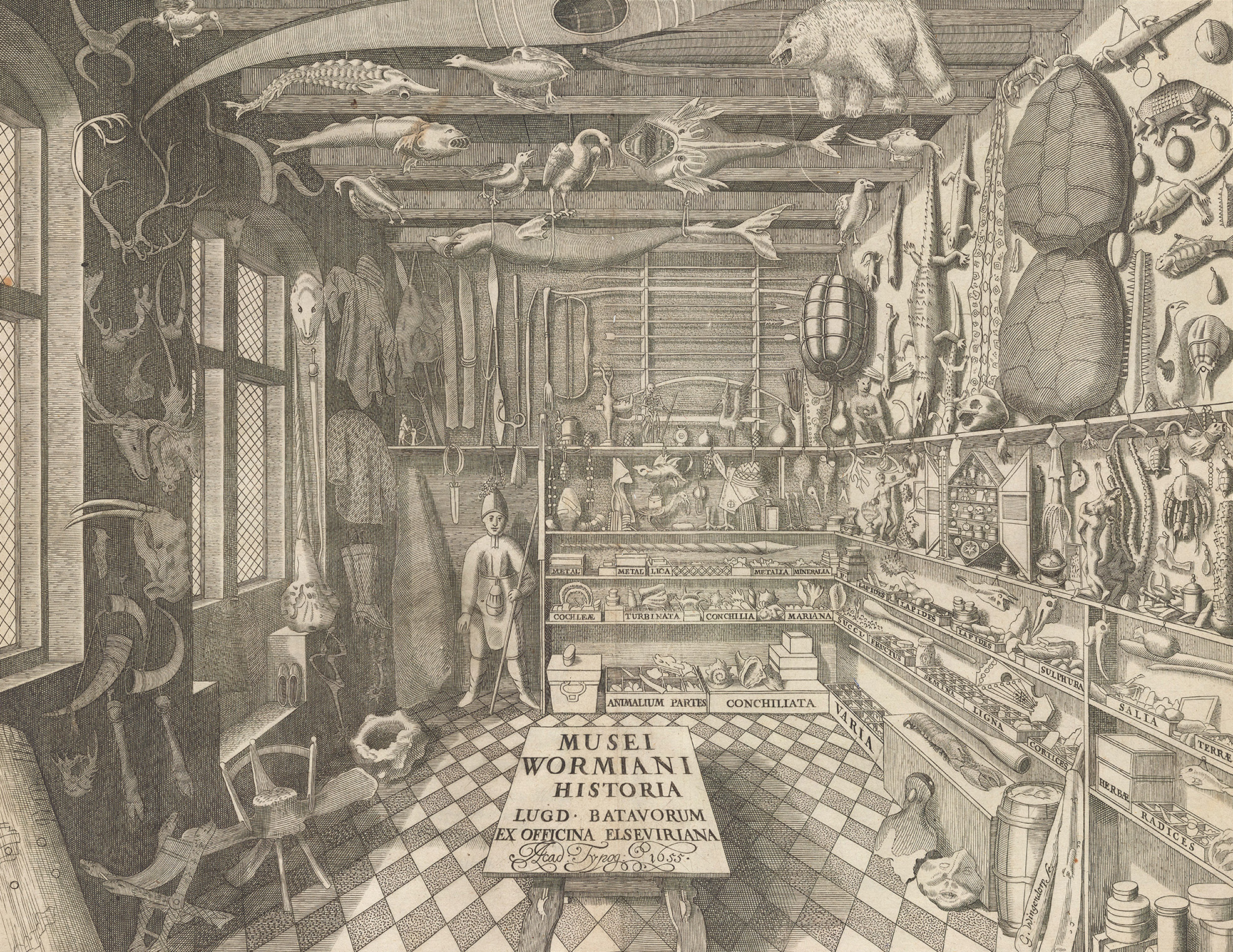 Illustration of room packed with various natural history and ethnographic samples